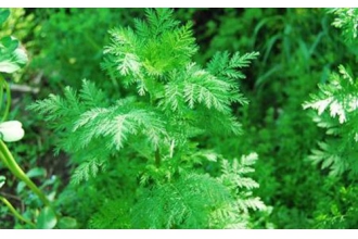 青蒿素的功效与作用 青蒿素的药用价值