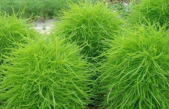 扫帚菜的功效与作用 扫帚菜的副作用
