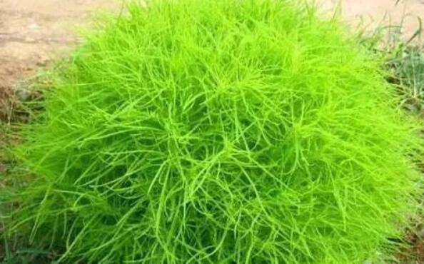 扫帚菜的功效与作用 扫帚菜的副作用