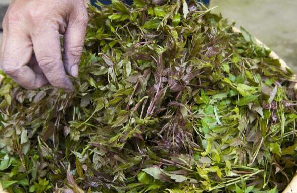 藤茶的功效与作用