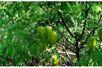 假杨桃树的功效与作用