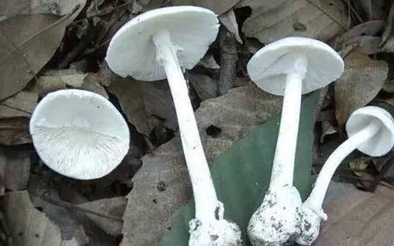 大白菇与白毒伞区别 怎么鉴别毒蘑菇