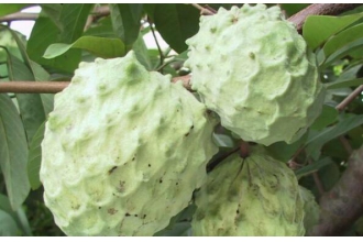 番荔枝的功效与作用 吃番荔枝的好处