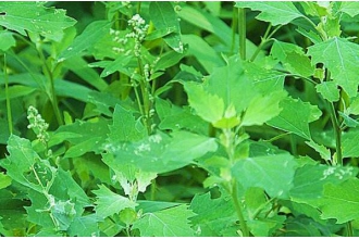 灰菜的功效与作用及副作用