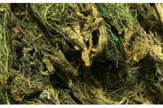 野生岩莲的功效与作用及药用价值