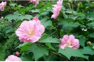 芙蓉花叶的作用与功效 芙蓉花叶的副作用