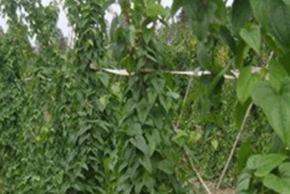 山药藤怎么吃 山药藤的食用方法