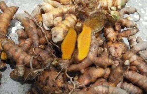 野姜黄的功效与作用