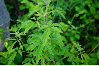 百荆条根的功效与作用及药用价值