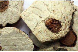 茯神木的功效与作用 茯神木的禁忌