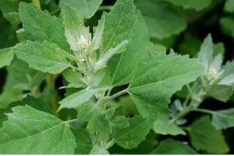 有毒灰菜与灰菜的区别 灰菜的功效与作用