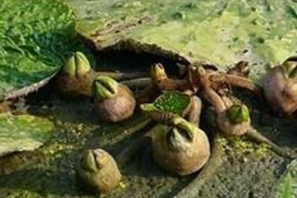 芡实根的功效与作用 芡实根的副作用