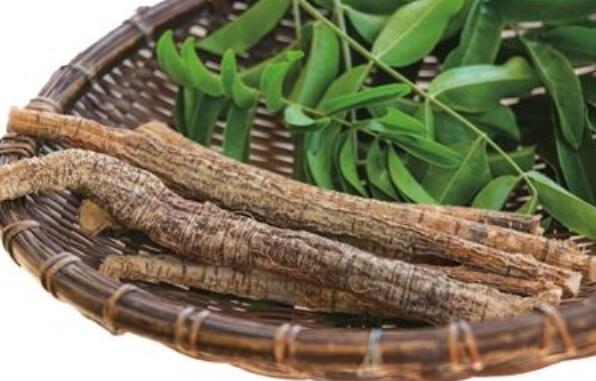 大力牛与牛大力的区别 大力牛的功效与作用