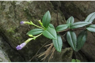 石吊兰的功效与作用及药用价值