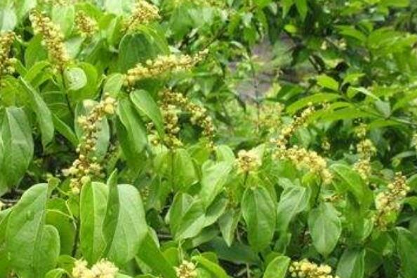 红香藤的功效与作用 红香藤的药用价值