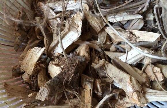 野漆树根的功效与作用及药用价值