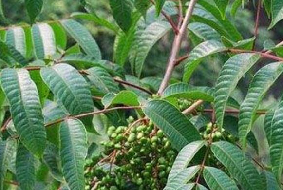 野漆树根的功效与作用及药用价值