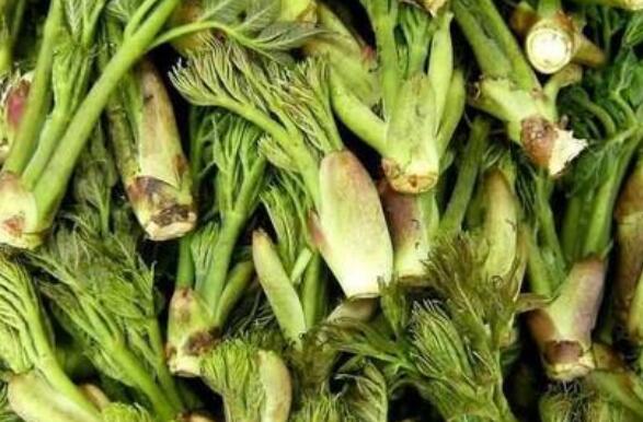刺嫩芽什么人不能吃 刺老芽不能和什么同吃