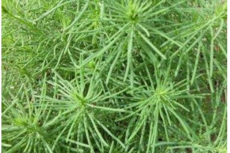黄须菜的功效与禁忌 黄须菜什么人不能吃