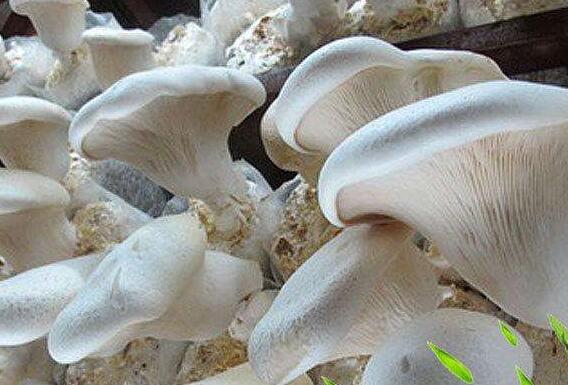白灵菇怎么吃 白灵菇的食用方法