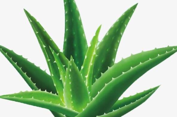 芦荟怎么养殖 养殖芦荟的注意事项