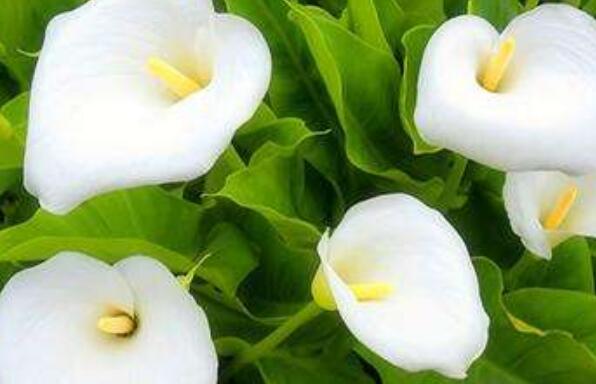 如何种植马蹄莲 马蹄莲种植方法和时间