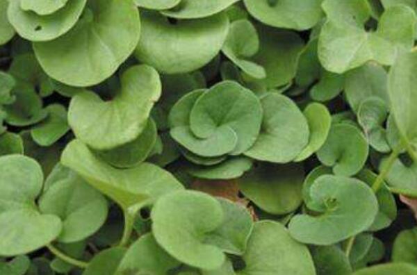 马蹄草的功效与作用