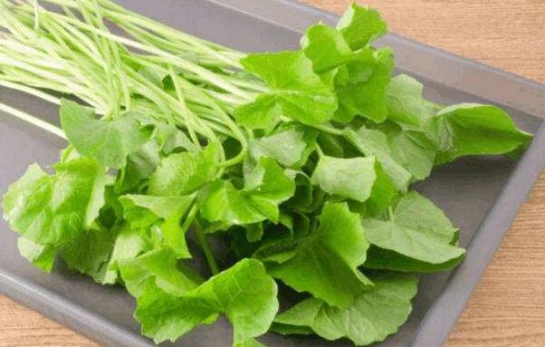马蹄草怎么吃 马蹄草的食用方法