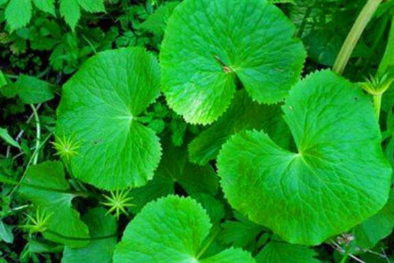 马蹄叶的功效与作用