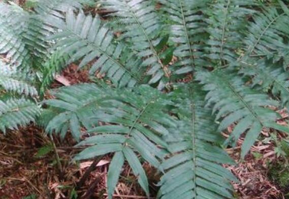 马蹄蕨的功效与作用