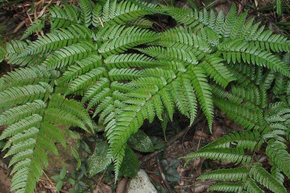 马蹄蕨怎么种植 马蹄蕨的种植方法教程