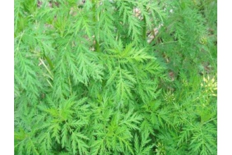 细叶青蒿的功效与作用