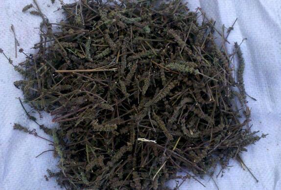 荆芥穗的功效与作用 荆芥穗的药用价值