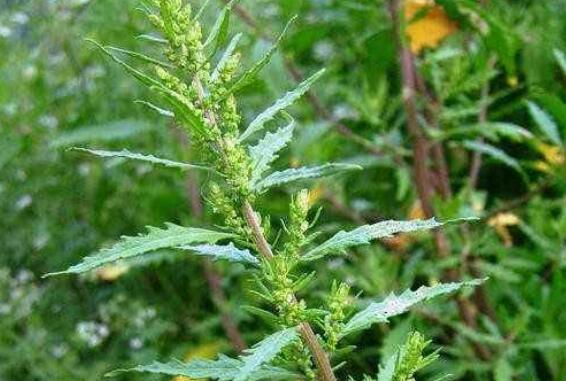 苦荆芥的功效与作用