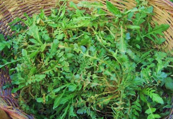 野生芥菜的功效和作用及食用方法