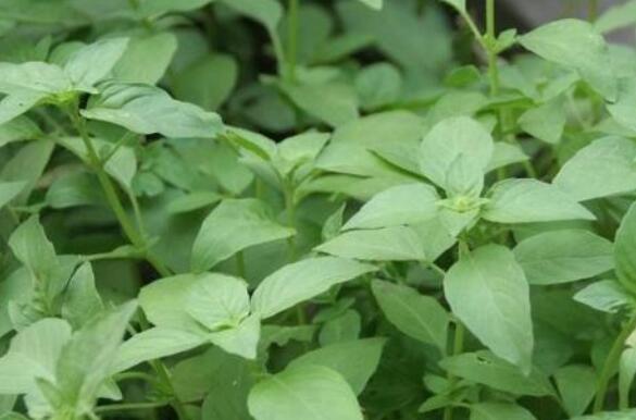 荆芥熬茶有什么作用 荆芥泡茶洗什么作用