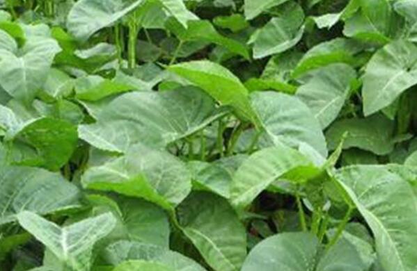 鲜荆芥如何做茶 鲜荆芥做茶的方法