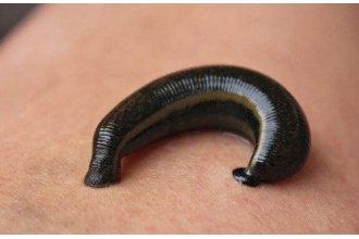 水蛭的功效与作用及禁忌