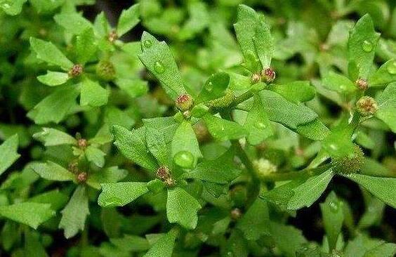 鹅不食草的功效与作用 鹅不食草的药用价值