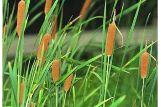 香蒲的功效与作用及禁忌