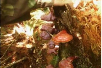 松杉灵芝的功效与作用 松杉灵芝的价格