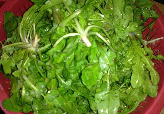 地菜的功效与作用