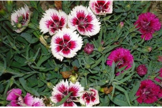 山竹花和石竹花的区别 山竹花怎么养