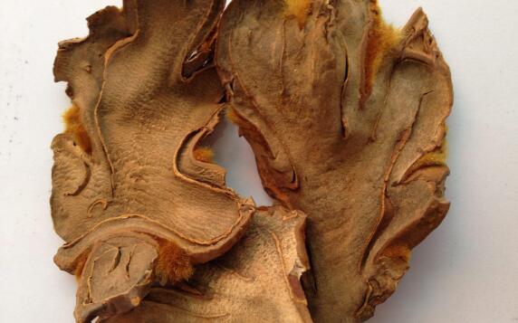 狗脊与炙狗脊的区别 狗脊的功效