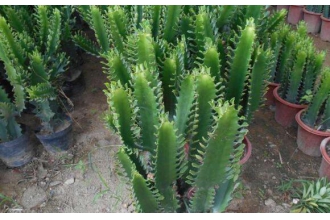 龙骨树的功效与作用