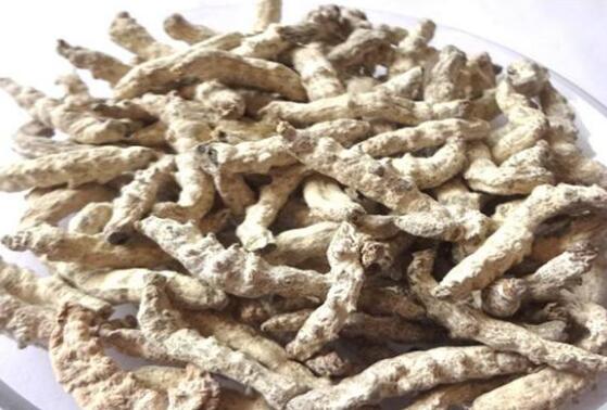 白僵蚕的功效与作用及药用价值