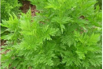 青蒿的功效与作用及药用价值