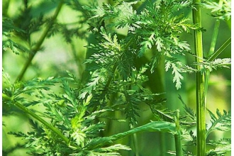 青蒿草的功效与作用及禁忌