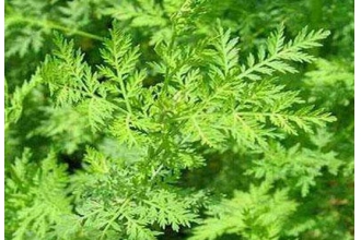 青蒿素的功效与作用及药用价值