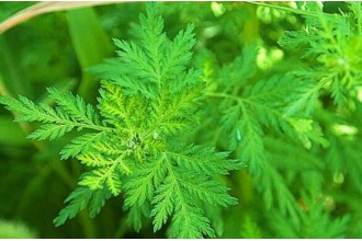 青蒿和艾草的区别